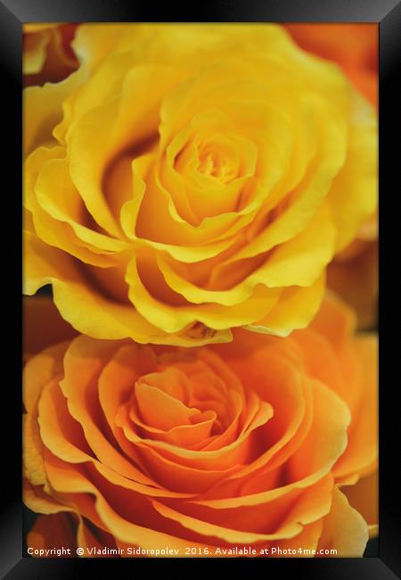 yellow roses Framed Print by Vladimir Sidoropolev