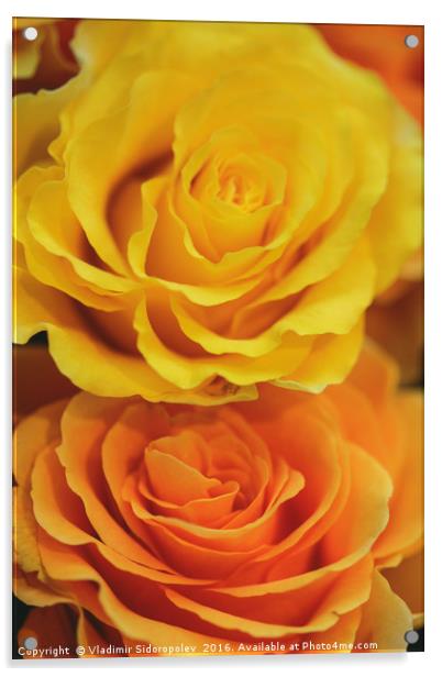 yellow roses Acrylic by Vladimir Sidoropolev
