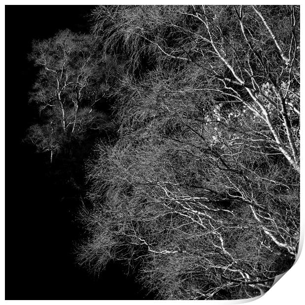 Fine branches Print by Andrew Kearton