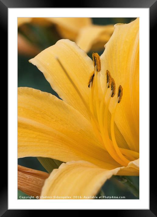 Yellow lily Framed Mounted Print by Vladimir Sidoropolev