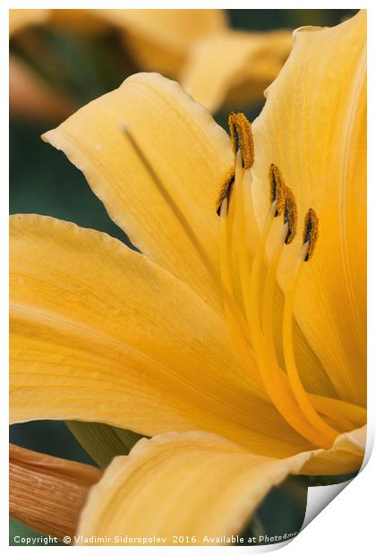 Yellow lily Print by Vladimir Sidoropolev