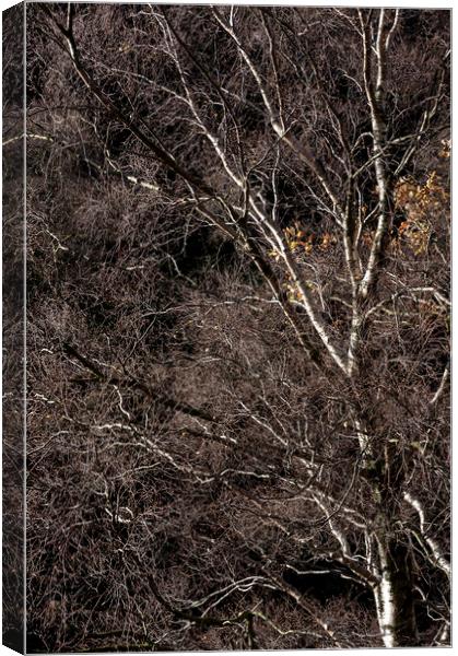 Silver Birch branches Canvas Print by Andrew Kearton