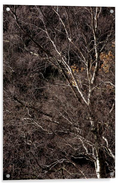 Silver Birch branches Acrylic by Andrew Kearton