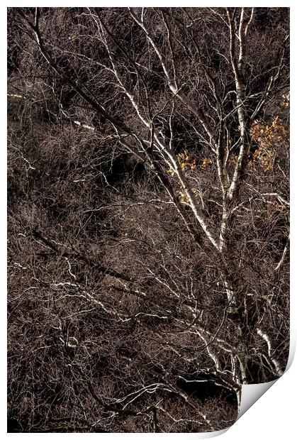 Silver Birch branches Print by Andrew Kearton