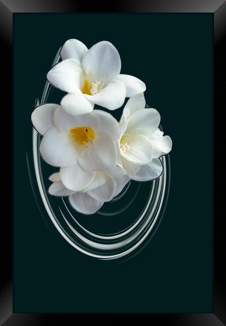 bright white freesia Framed Print by Marinela Feier