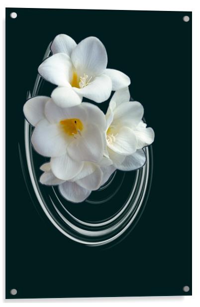 bright white freesia Acrylic by Marinela Feier