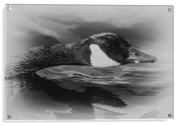 Canada Goose Acrylic by Jason Moss