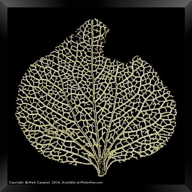 Skeleton Leaf Framed Print by Mark Campion