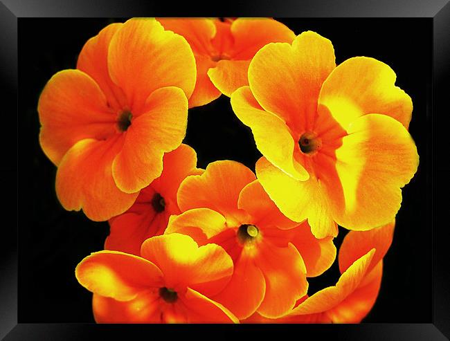 The Orange Primroses Framed Print by stephen walton