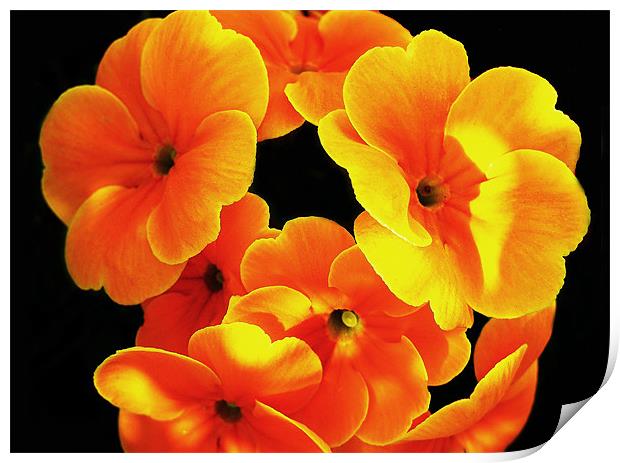 The Orange Primroses Print by stephen walton