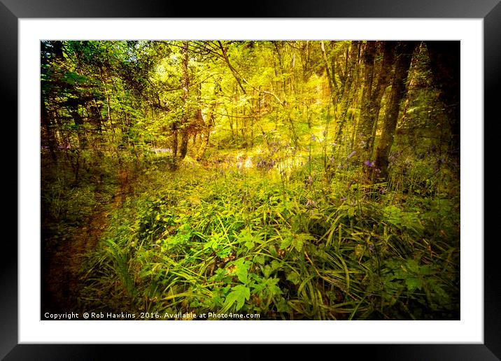 Bluebell tex Framed Mounted Print by Rob Hawkins