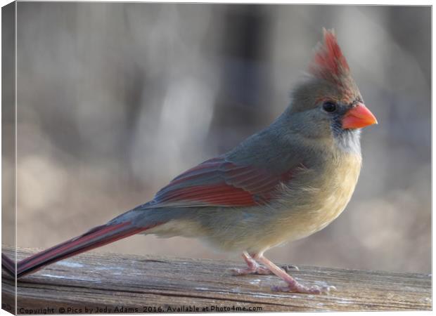 Young Cardinal Canvas Print by Pics by Jody Adams