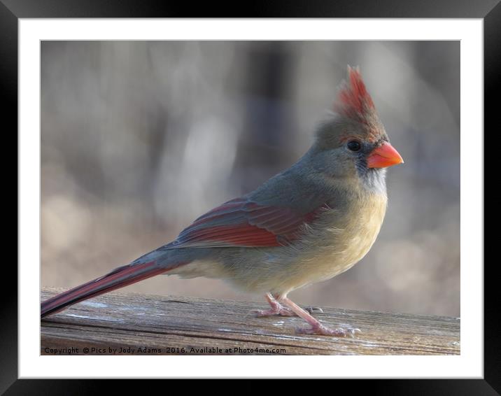 Young Cardinal Framed Mounted Print by Pics by Jody Adams