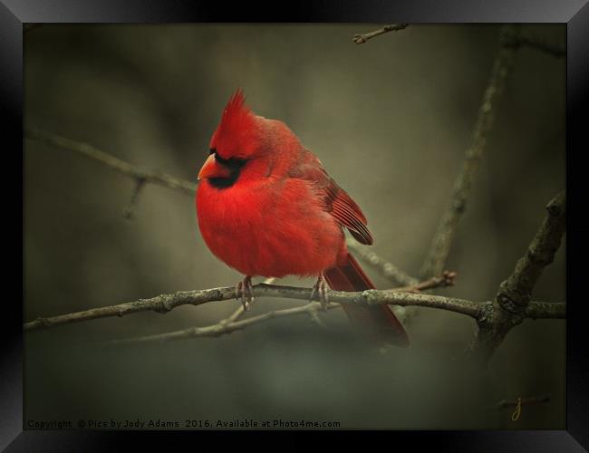 Cardinal Framed Print by Pics by Jody Adams