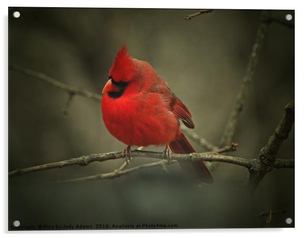 Cardinal Acrylic by Pics by Jody Adams