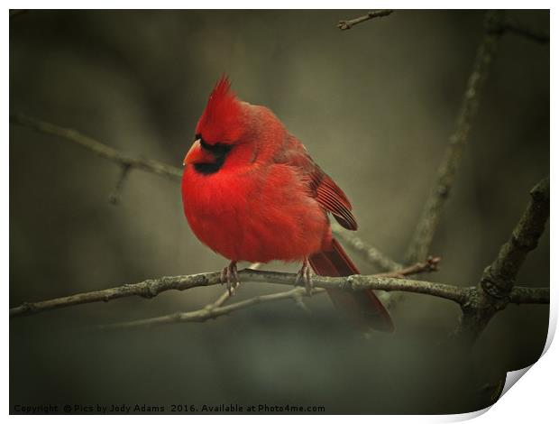 Cardinal Print by Pics by Jody Adams