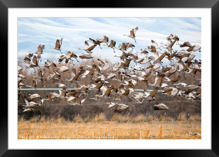 Sandhill Crane Explosion Framed Mounted Print by Mike Dawson