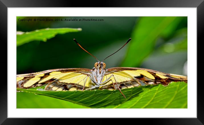 Malachite butterfly watching me intently Framed Mounted Print by Frank Irwin