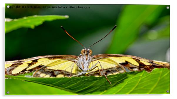 Malachite butterfly watching me intently Acrylic by Frank Irwin