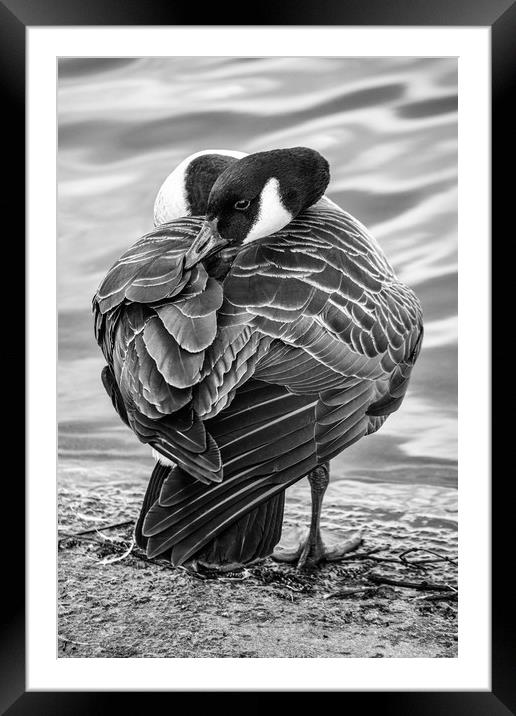 Sleepy Goose Framed Mounted Print by Jason Moss