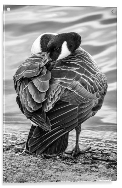 Sleepy Goose Acrylic by Jason Moss