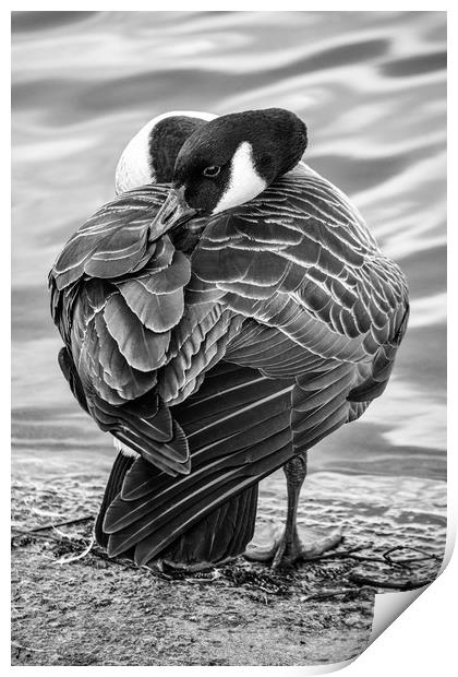 Sleepy Goose Print by Jason Moss
