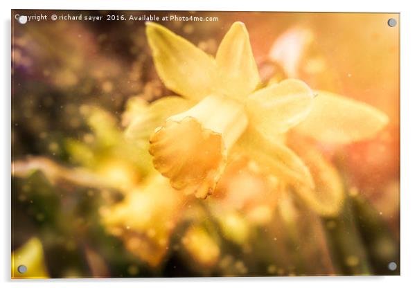 St Davids Daffodil Acrylic by richard sayer
