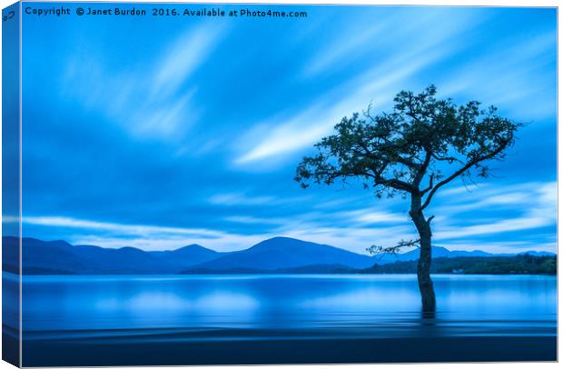 Lone Tree, Milarrochy Bay  Canvas Print by Janet Burdon
