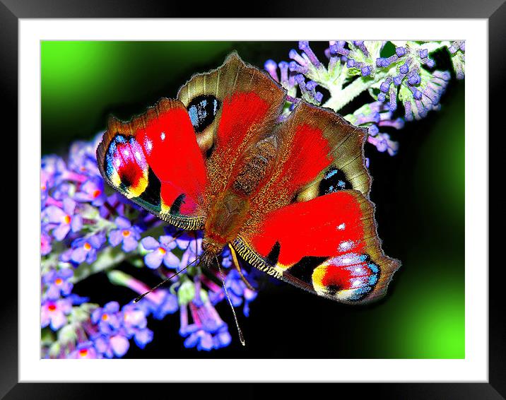 The Peacock Butterfly 2 Framed Mounted Print by stephen walton
