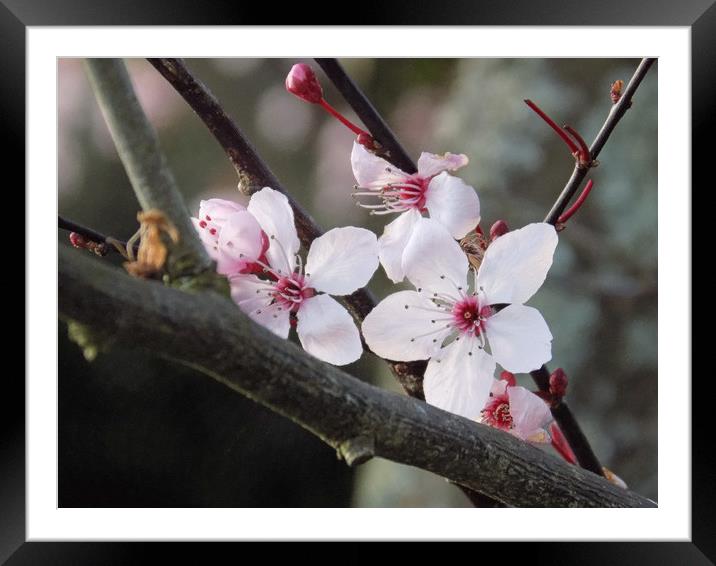 cheery blossom petals Framed Mounted Print by paul ratcliffe