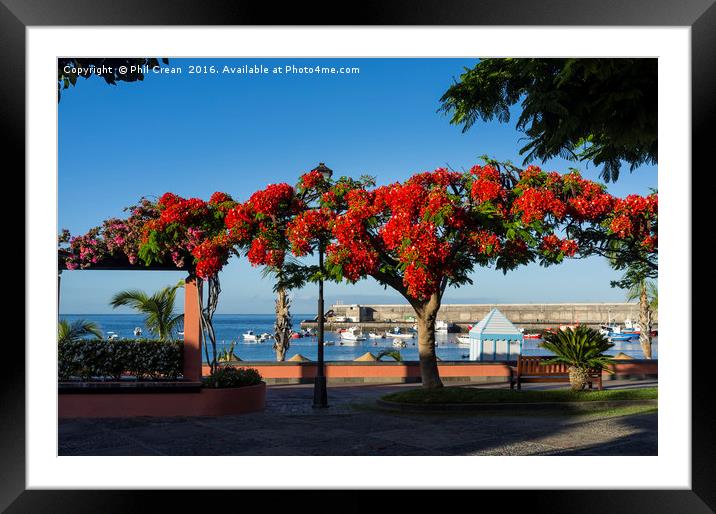 Flame tree Framed Mounted Print by Phil Crean