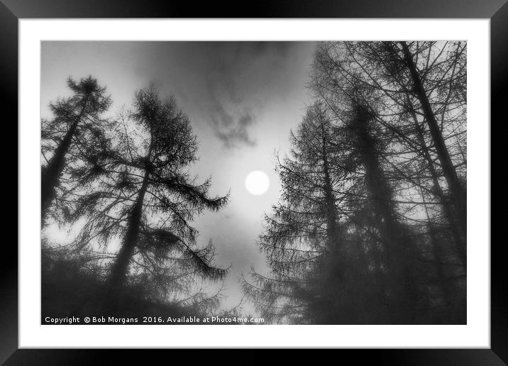 Sun Through The Trees      Framed Mounted Print by Bob Morgans