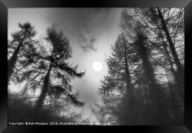 Sun Through The Trees      Framed Print by Bob Morgans