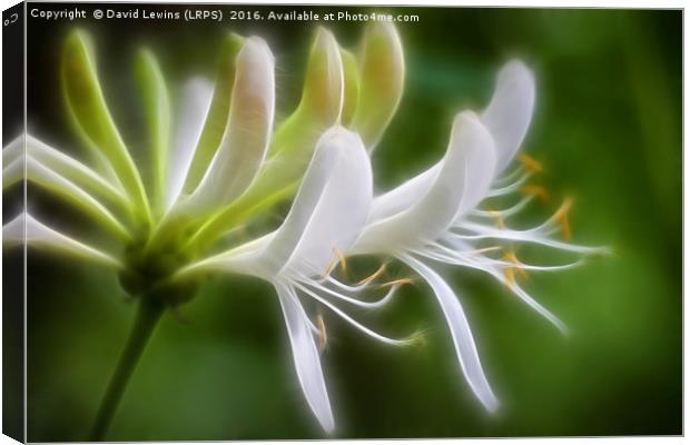 Honeysuckle Canvas Print by David Lewins (LRPS)