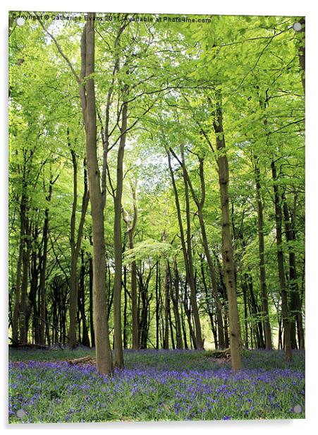 Bluebells in Ashridge Woods Acrylic by Catherine Fowler