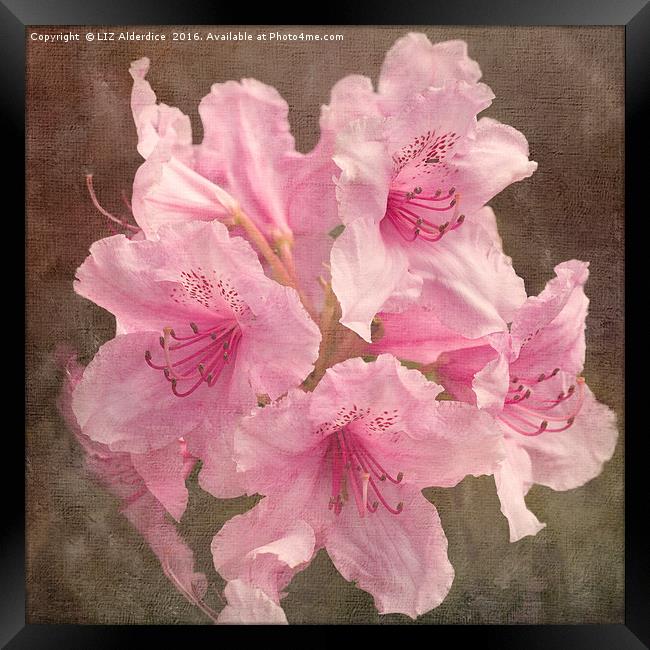 Pink Rhododendron Framed Print by LIZ Alderdice