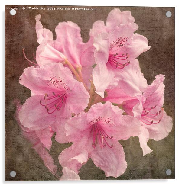 Pink Rhododendron Acrylic by LIZ Alderdice