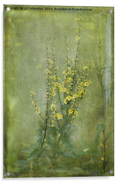 Yellow Verbascum Flowers Acrylic by LIZ Alderdice