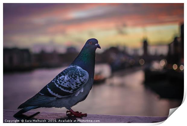 Feathered friend at sunrise Print by Sara Melhuish