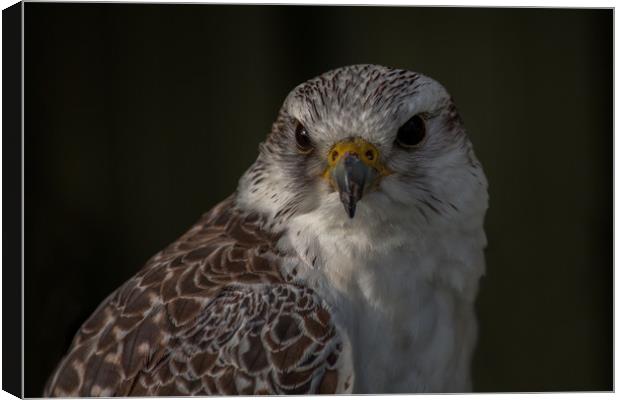 Gyr Saker Falcon Canvas Print by Roger Green