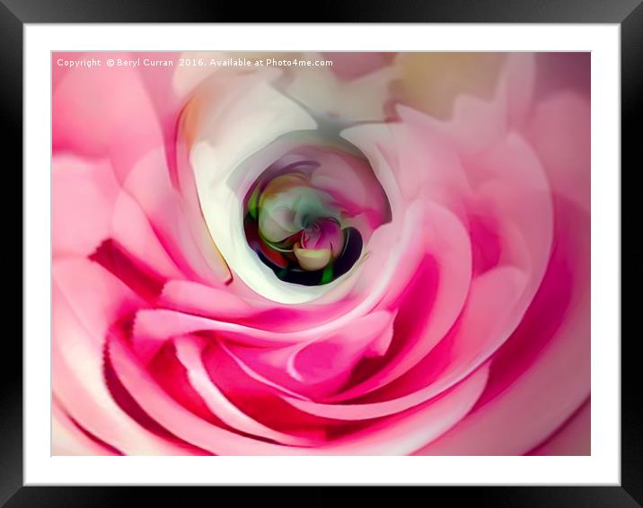 Soft Pink Rose Bud Framed Mounted Print by Beryl Curran