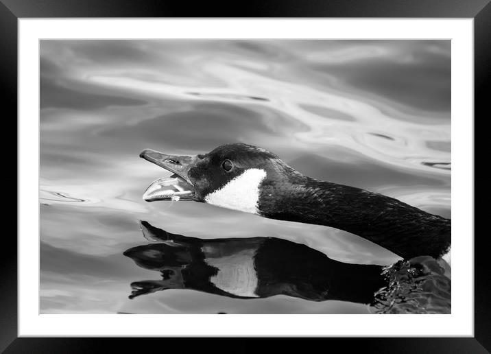 Angry Goose Framed Mounted Print by Jason Moss