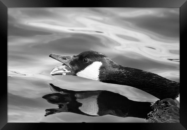 Angry Goose Framed Print by Jason Moss