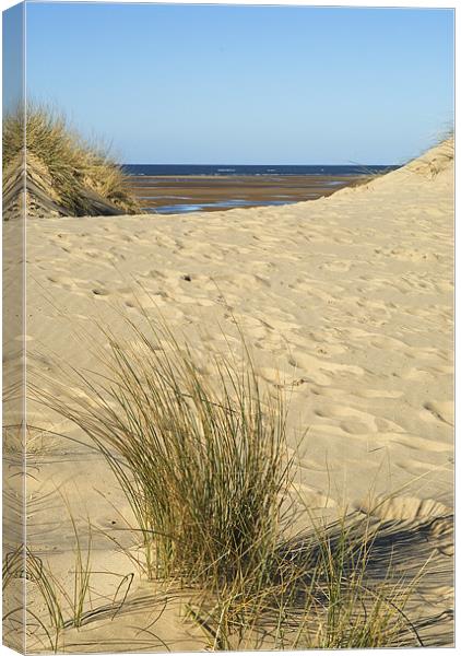 the Grasses and Sands of Wells Beach Canvas Print by Charlie Gray LRPS
