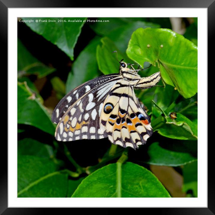The Common Lime butterfly Framed Mounted Print by Frank Irwin