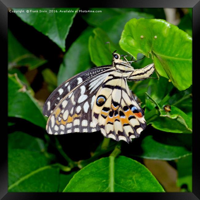 The Common Lime butterfly Framed Print by Frank Irwin
