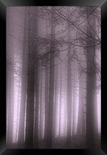 Purple Mist Framed Print by Ann Garrett