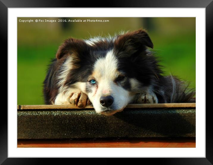 Border Collie Framed Mounted Print by Derrick Fox Lomax