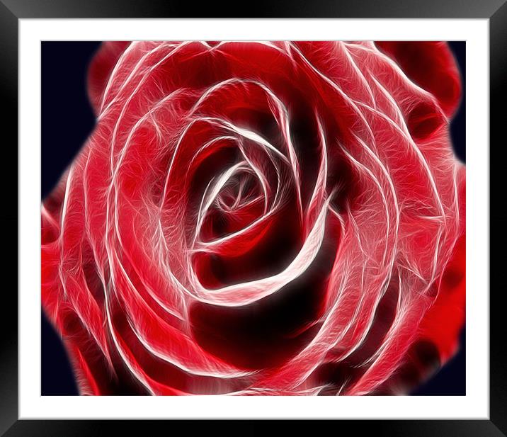 Red Rose Light Framed Mounted Print by Darren Smith