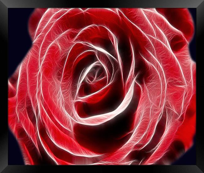 Red Rose Light Framed Print by Darren Smith